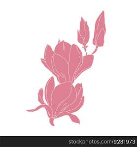 Magnolia group of flowers and buds blooming art. Hand drawn realistic detailed vector illustration. Pink and white outline clipart isolated.. Magnolia group of flowers and buds blooming art. Hand drawn realistic detailed vector illustration. Pink and white outline clipart.