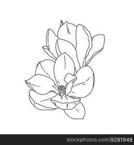 Magnolia group of flowers and buds in bloom outline art. Hand drawn realistic detailed vector illustration. Black and white clipart isolated.. Magnolia group of flowers and buds in bloom outline art. Hand drawn realistic detailed vector illustration. Black and white clipart.