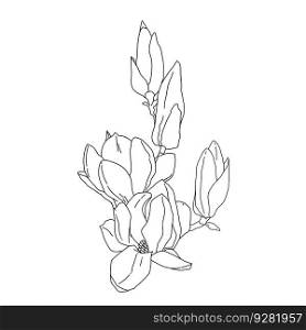 Magnolia group of flowers and buds in bloom outline art. Hand drawn realistic detailed vector illustration. Black and white clipart isolated.. Magnolia group of flowers and buds in bloom outline art. Hand drawn realistic detailed vector illustration. Black and white clipart.