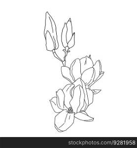 Magnolia group of flowers and buds in bloom outline art. Hand drawn realistic detailed vector illustration. Black and white clipart isolated.. Magnolia group of flowers and buds in bloom outline art. Hand drawn realistic detailed vector illustration. Black and white clipart.