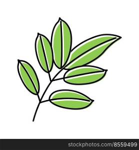 mahogany leaf color icon vector. mahogany leaf sign. isolated symbol illustration. mahogany leaf color icon vector illustration