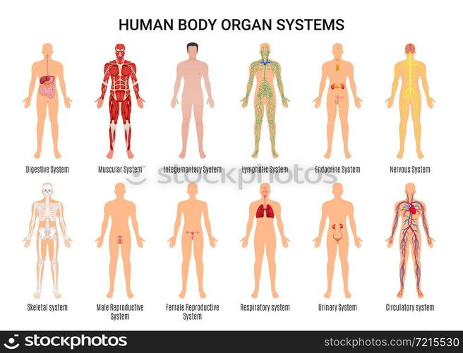 Main 12 human body organ systems flat educative anatomy physiology front back view flashcards poster vector illustration . Human Body Organ Systems Poster