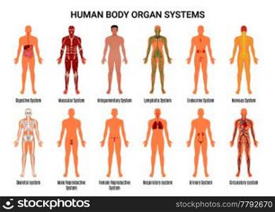 Main 12 human body organ systems flat educative anatomy physiology front back view flashcards poster vector illustration . Human Body Organ Systems Poster