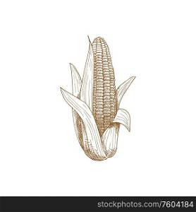 Maize corn cob with leaves isolated vector sketch. Vector sweetcorn vegetarian food, cereal grain. Corn cob with leaves isolated sketch of maize