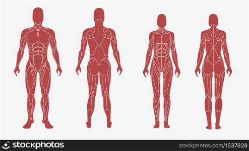 Male and female body in an anatomic, muscular illustration. Front and back view - isolated vector illustrations on white background. Used for education system, in sports design, print, sites.. Male and female body in an anatomic, muscular illustration