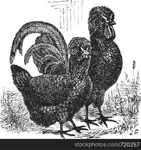 Male and female of Crevecoeur (chicken), vintage engraving. Old engraved illustration of Male and female of Crevecoeur chicken in the meadow.