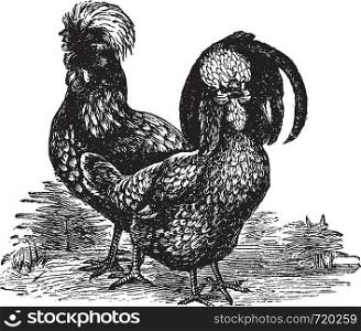 Male and female of Houdan (chicken), vintage engraving. Old engraved illustration of Male and female of Houdan chicken in the meadow.