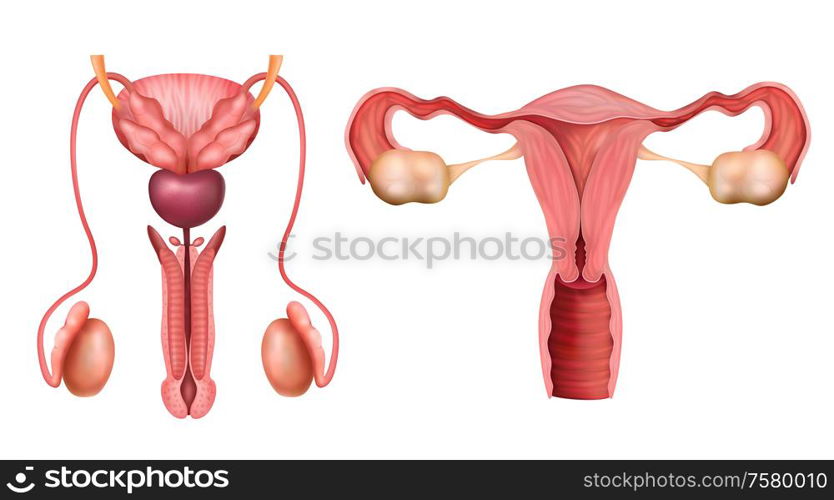 Male and female reproductive system organs realistic set isolated on white background vector illustration