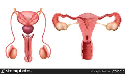 Male and female reproductive system organs realistic set isolated on white background vector illustration