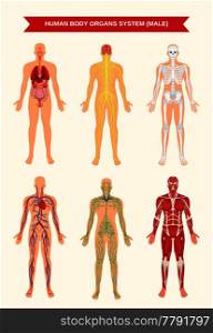 Male body internal organs circulatory nervous and skeletal systems anatomy and physiology flat educative poster vector illustration. Male Body Organ Systems Poster