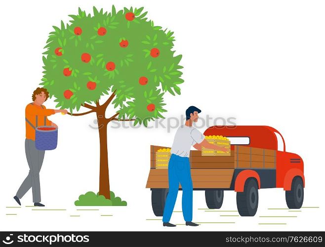 Male gardener picking fresh ripe red apples from tree and putting in basket. Man loading truck with fruit boxes. Harvesting concept vector Illustration. Pick apples concept. Flat cartoon. Picking Apples, Harvesting Concept Vector Image