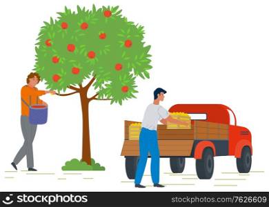 Male gardener picking fresh ripe red apples from tree and putting in basket. Man loading truck with fruit boxes. Harvesting concept vector Illustration. Pick apples concept. Flat cartoon. Picking Apples, Harvesting Concept Vector Image