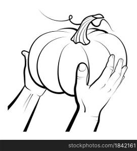 male hands hold big pumpkin fruit. Autumn harvest. Autumn Halloween pumpkins. Edible plants. Sketch vector on white background