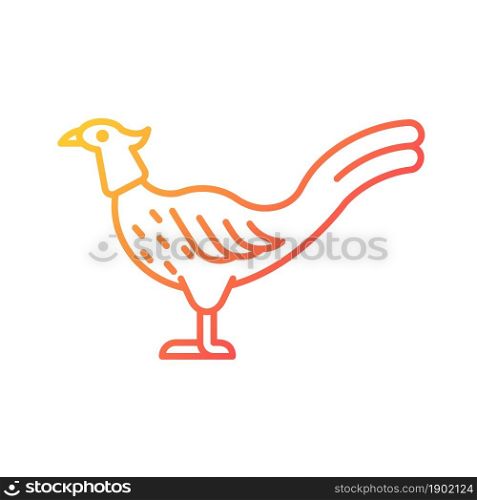 Male pheasant gradient linear vector icon. Commercial poultry farming for food. Ringneck cock. Long feathered tail. Thin line color symbol. Modern style pictogram. Vector isolated outline drawing. Male pheasant gradient linear vector icon