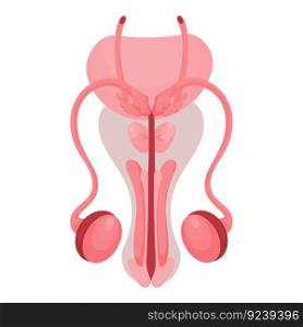 Male reproductive organ. Healthy reproductive Internal human system in cartoon style. Vector illustration. Isolated on white background 