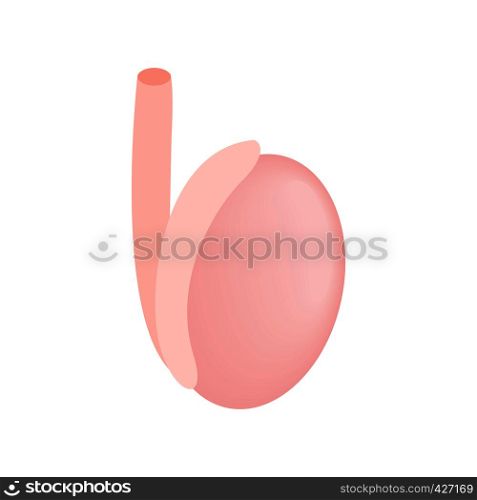 Male reproductive organ isometric 3d icon. Egg. Male organ symbol on a white background. Male reproductive organ isometric icon
