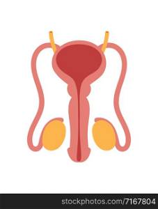 Male reproductive system isolated on white background. Vector internal urethra anatomical illustration. Male reproductive system isolated on white background