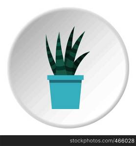 Mammillaria bocasana in bloom icon in flat circle isolated on white vector illustration for web. Mammillaria bocasana in bloom icon circle