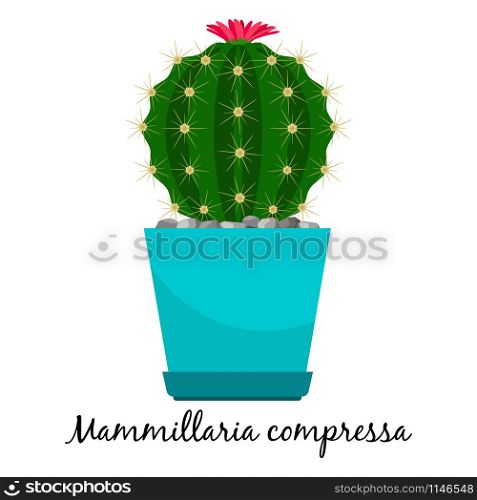 Mammillaria compressa cactus in pot isolated on the white background, vector illustration. Mammillaria compressa cactus in pot