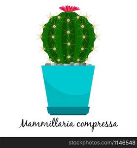 Mammillaria compressa cactus in pot isolated on the white background, vector illustration. Mammillaria compressa cactus in pot