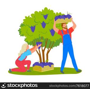 Man and woman gathering grapes on vineyard plantation isolated cartoon people. Vector viticulture and winemaking industry, male and female farmers gather crops. Man and Woman Gathering Grapes Vineyard Plantation