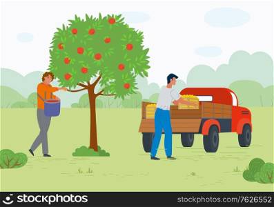 Man and woman harvesting apples, full containers, transportation fruit. People in orchard, gardener and automobile, green tree, countryside vector. Picking apple concept. Flat cartoon. Workers in Orchard, Ripe Apples, Transport Vector