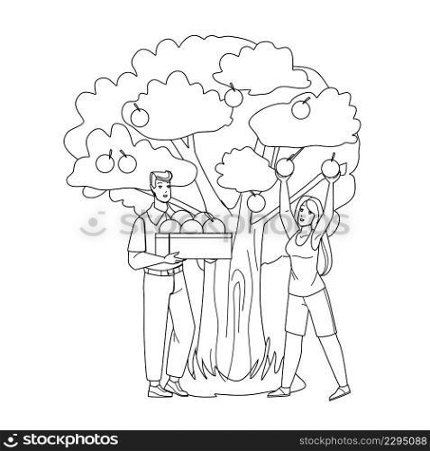 Man And Woman Harvesting Apples In Orchard Black Line Pencil Drawing Vector. Boy And Girl Gardener Harvest Natural Vitamin Fruit In Orchard. Characters Farmers Agricultural Occupation Illustration. Man And Woman Harvesting Apples In Orchard Vector