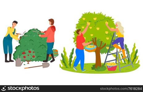 Man and woman working in garden vector, people trimming bushes of roses. Picking yellow pears, farming personage harvesting season summertime works. Farmers Harvesting in Garden Roses Trimming Vector