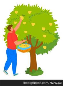 Man gardener picking apples from tree, person holding wicker basket with fresh fruit. Harvesting or gardening work, wood with growth, agriculture vector. Flat cartoon. Apple Tree, Man Picking Fruit, Harvesting Vector