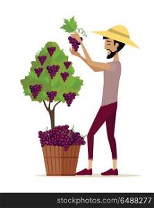 Man Picking Grape During Wine Harvest. Man picking grape during wine harvest. Harvesting icon. Smiling vintner harvesting a bunch of red grapes in vineyard. Isolated object in flat design on white background. Vector illustration.