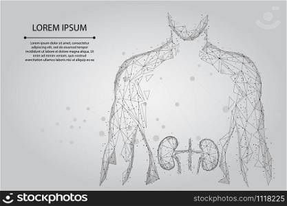 Man silhouette healthy kidneys low poly wireframe. Urology system medicine treatment low poly vector illustration