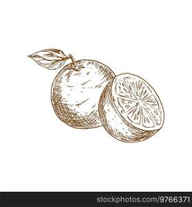 Mandarin, tangerine isolated sketch. Vector clementine citrus fruit with leaf whole and cut. Clementine citrus fruit isolated sketch, vector