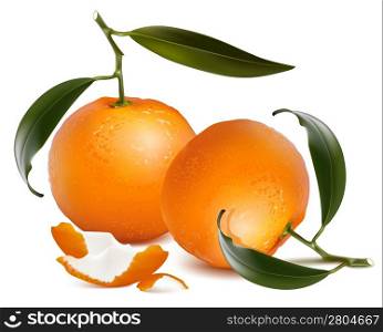 Mandarines with leaves. Vector illustration.