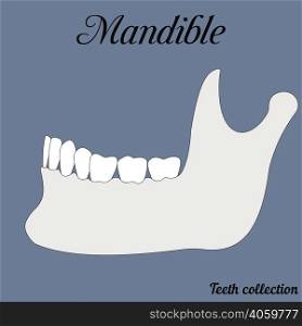 mandible - bite, closure of teeth - incisor, canine, premolar, molar upper and lower jaw. Vector illustration for print or design of the dental clinic. mandible