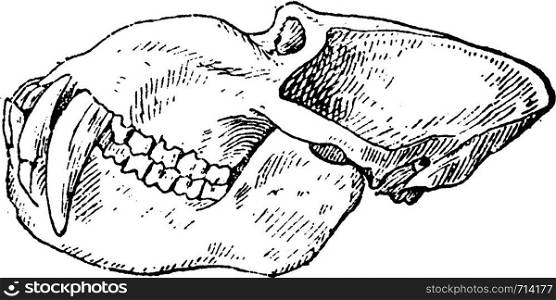 Mandrill baboon skull, vintage engraved illustration. Natural History of Animals, 1880.