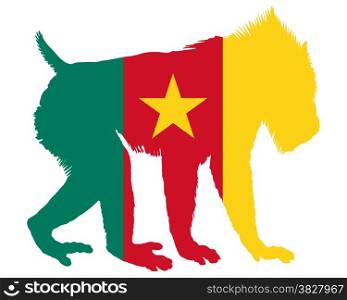 Mandrill Cameroon