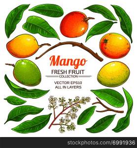mango plant elements vector on white background