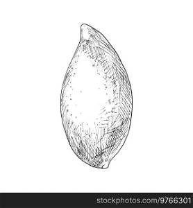 Mango tropical fruit sketch. Vector isolated organic whole exotic mango fruit with leaf. Mango tropical fruit isolated sketch