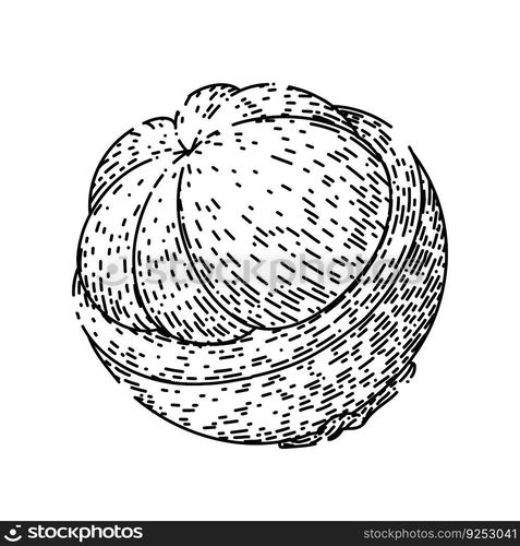 mangosteen fruit fresh hand drawn. purple tropical, food organic, ripe ness, healthy tasty, asian dessert mangosteen fruit fresh vector sketch. isolated black illustration. mangosteen fruit fresh sketch hand drawn vector