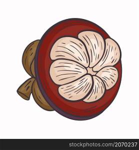 Mangosteen fruit sliced isolated vector illustration. The pulp of the exotic mangosteen fruit. Delicious healthy organic food