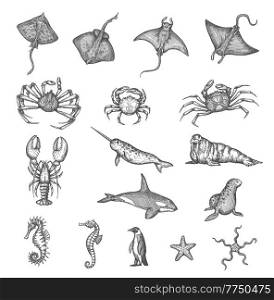Manta ray, stingray, crab or lobster, seahorse and starfish, walrus, narwhal and killer whale in vector sketch. Ancient map elements of ocean seafaring and captain sea sailing for treasures adventure. Manta ray, stingray, crab lobster, seahorse sketch