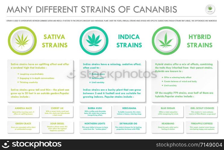 Many Different Strains of Cannabis horizontal business infographic illustration about cannabis as herbal alternative medicine and chemical therapy, healthcare and medical science vector.