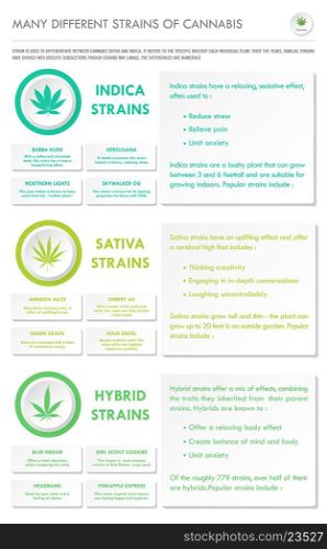 Many Different Strains of Cannabis vertical business infographic illustration about cannabis as herbal alternative medicine and chemical therapy, healthcare and medical science vector.
