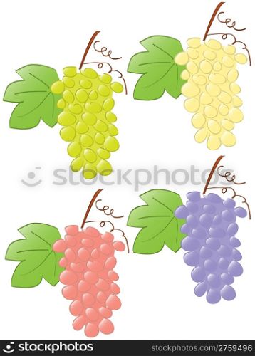 many grapes. vector