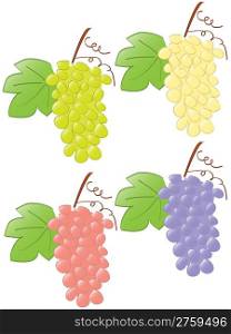 many grapes. vector