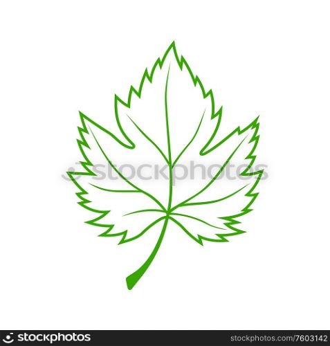 Maple green acer leaf isolated outline plant. Vector vibrant sycamore leafage, symbol of spring. Verdant sycamore acer isolated maple