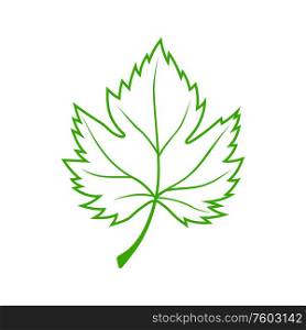 Maple green acer leaf isolated outline plant. Vector vibrant sycamore leafage, symbol of spring. Verdant sycamore acer isolated maple