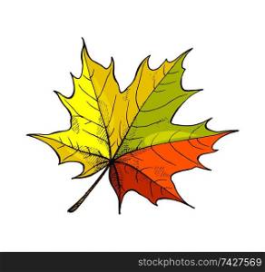 Maple leaf autumnal symbol isolated icon vector. Frondage natural element, colorful sign of autumn season and winter approaching. Dry fallen foliage. Maple Leaf Autumnal Symbol Isolated Icon Vector