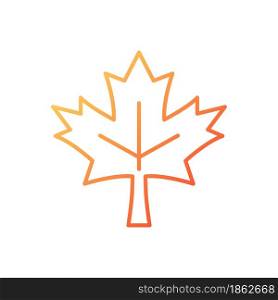 Maple leaf gradient linear vector icon. Common used symbol of Canada. Central element of canadian national flag. Thin line color symbol. Modern style pictogram. Vector isolated outline drawing. Maple leaf gradient linear vector icon