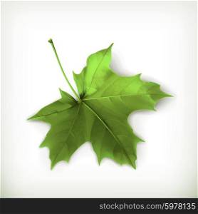 Maple leaf, green